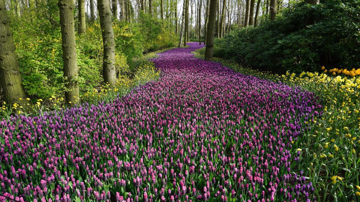 Path of purple flowers