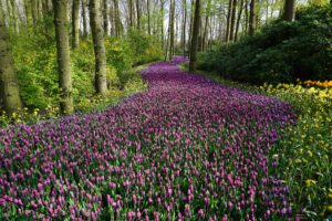 Path of purple flowers
